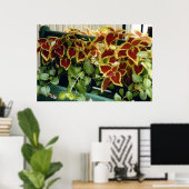 Coleus in Bloei Poster (Thuiskantoor)