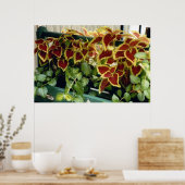 Coleus in Bloei Poster (Keuken)