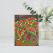 Coleus in Terracotta Briefkaart (Staand voorkant)
