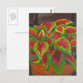 Coleus in Terracotta Briefkaart (Voorkant / Achterkant)