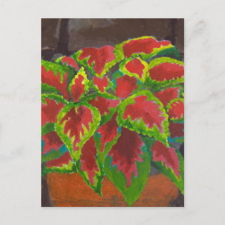 Coleus in Terracotta Briefkaart