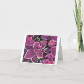 Coleus Kaart (Voorkant)