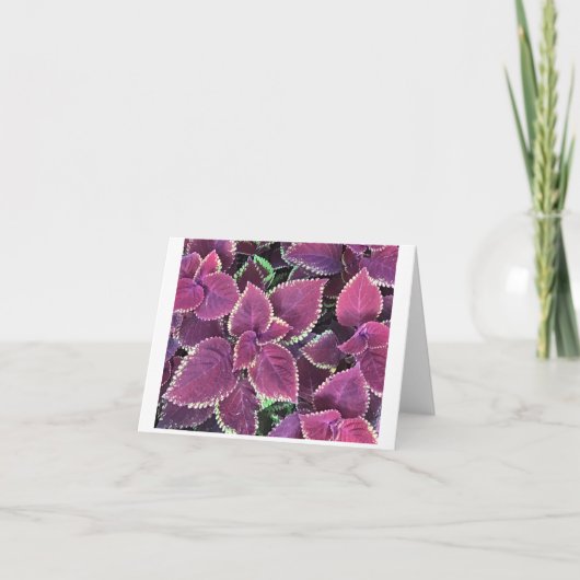 Coleus Kaart (Voorkant)