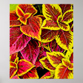 Coleus Leaf Burst Design Poster (Voorkant)