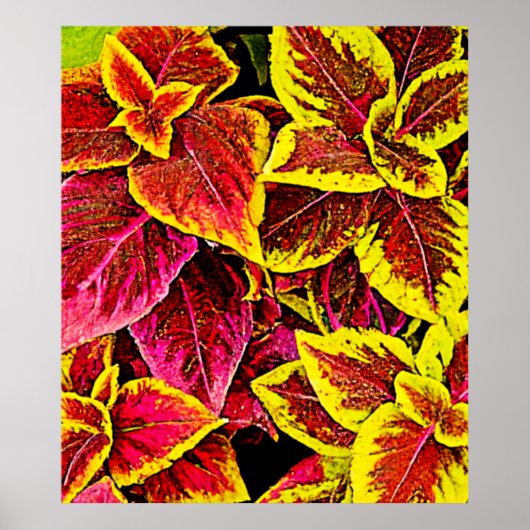 Coleus Leaf Burst Design Poster (Voorkant)