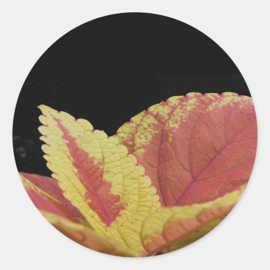 Coleus Leaves Ronde Sticker (Voorkant)