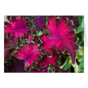 Coleus Macro Card