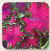Coleus Macro Drankjes Onderzetter (Voorkant)