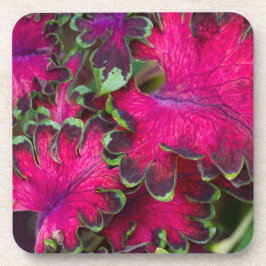 Coleus Macro Drankjes Onderzetter