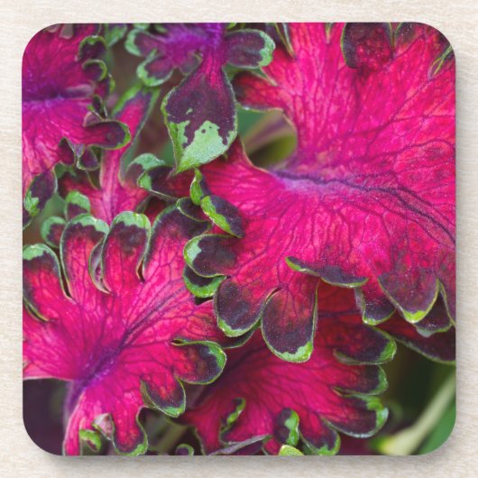 Coleus Macro Drankjes Onderzetter (Voorkant)