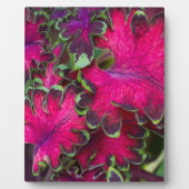 Coleus Macro Fotoplaat (Voorkant)