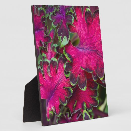 Coleus Macro Fotoplaat (Zijkant)