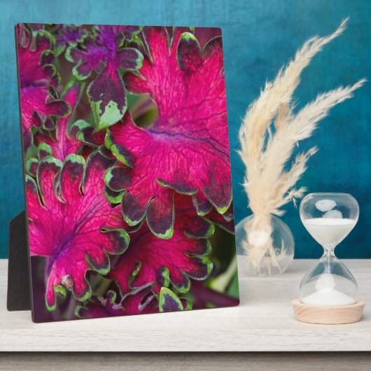 Coleus Macro Fotoplaat (Zijkant)