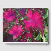 Coleus Macro Gastenboek (Achterkant)