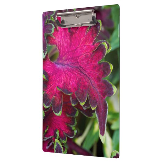 Coleus Macro Klembord (Links)