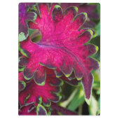 Coleus Macro Klembord (Achterkant)