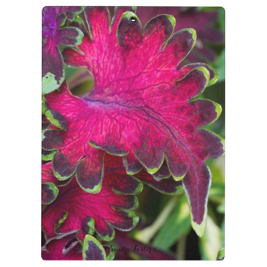 Coleus Macro Klembord (Achterkant)