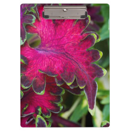 Coleus Macro Klembord