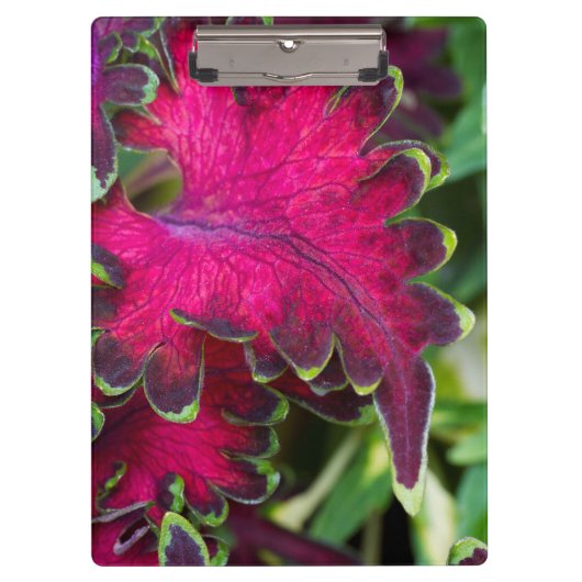 Coleus Macro Klembord (Voorkant)