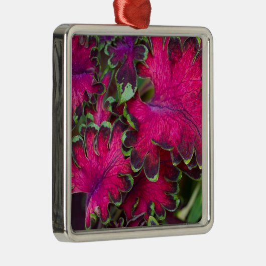 Coleus Macro Metalen Ornament (Rechts)