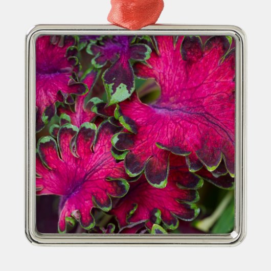 Coleus Macro Metalen Ornament (Voorkant)