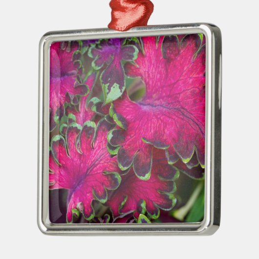 Coleus Macro Metalen Ornament (Links)