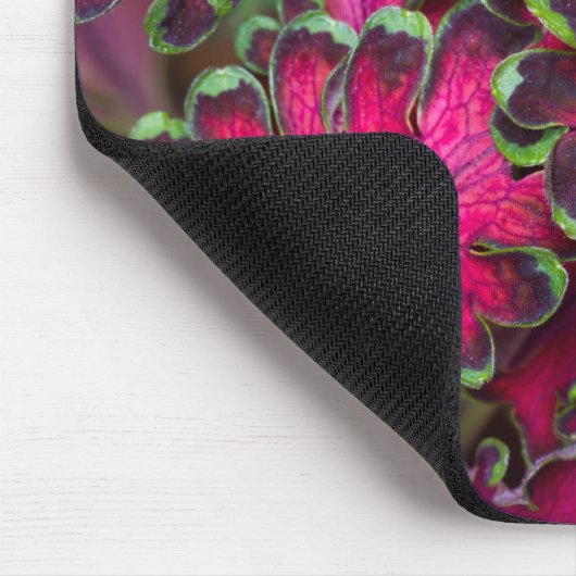 Coleus Macro Muismat (Hoek)