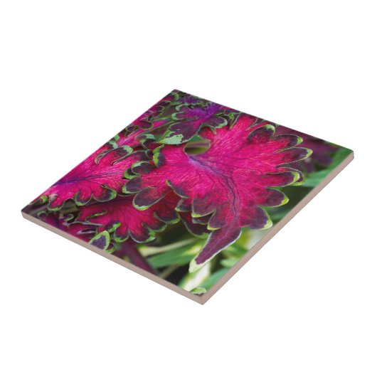 Coleus Macro Tegeltje (Zijkant)