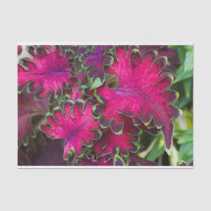 Coleus Macro Tissuepapier