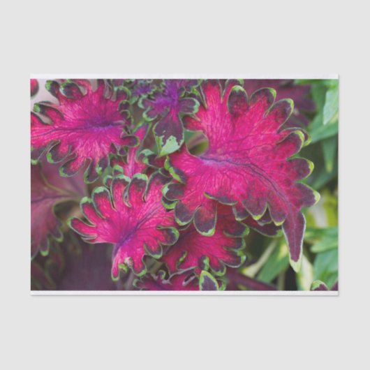 Coleus Macro Tissuepapier (Voorkant)