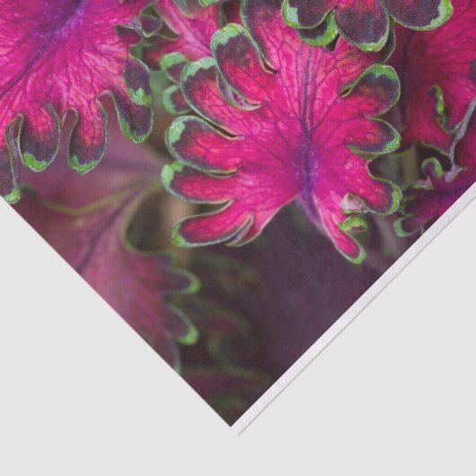 Coleus Macro Tissuepapier (Detail)
