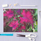 Coleus Macro Tissuepapier (Craft)