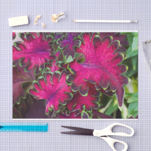 Coleus Macro Tissuepapier (Craft)