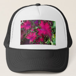 Coleus Macro Trucker Pet