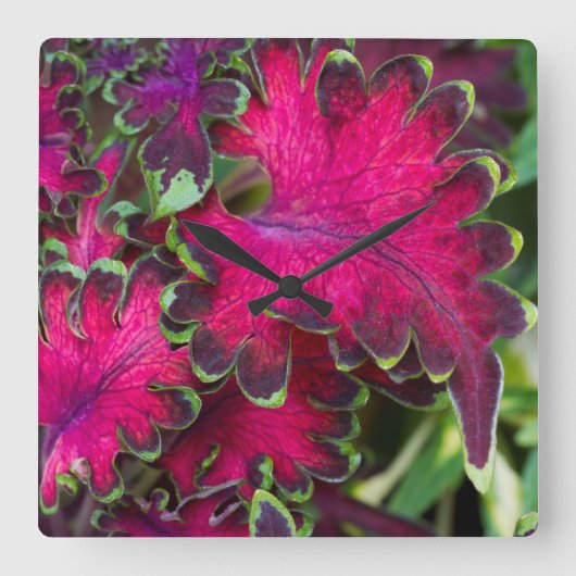 Coleus Macro Vierkante Klok (Voorkant)