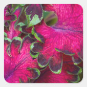 Coleus Macro Vierkante Sticker (Voorkant)