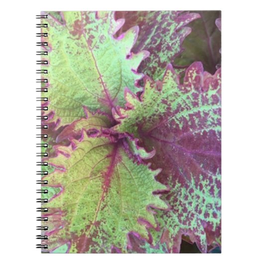 Coleus Notitieboek (Voorkant)