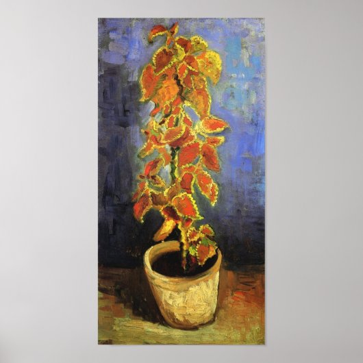 Coleus Plant in een Flowerpot Van Gogh Fine Art Poster (Voorkant)