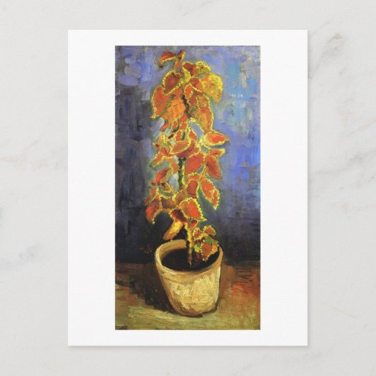 Coleus Plant in een Flowerpot, Vincent van Gogh Briefkaart (Voorkant)