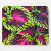 Coleus Plant Leaves Muismat (Voorkant)