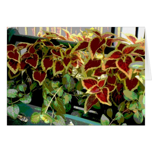 Coleus Planten (Voorkant Horizontaal)