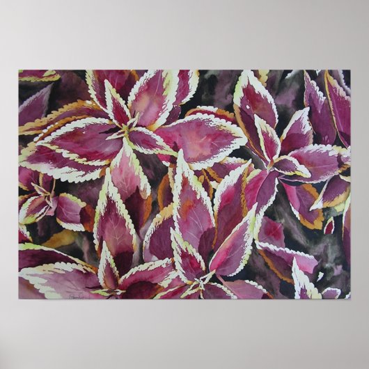 Coleus Poster (Voorkant)