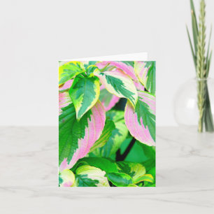 COLEUS / ROZE & GROEN / GESCHILDERDE LOOK / FOTO. KAART