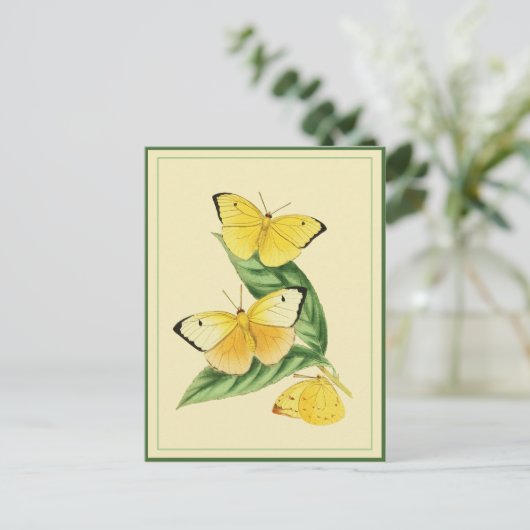 Colias Statira Butterfly Briefkaart (Staand voorkant)