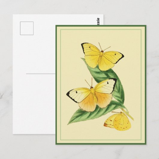 Colias Statira Butterfly Briefkaart (Voorkant / Achterkant)