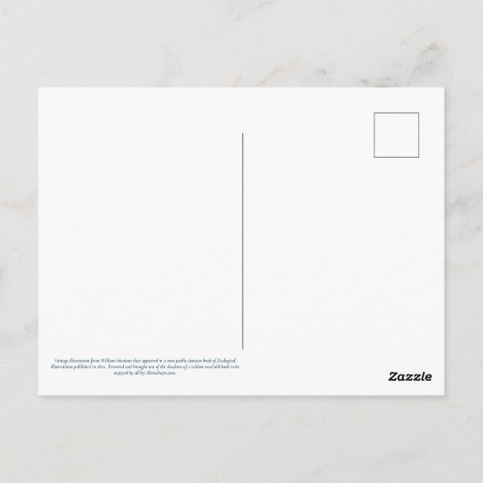 Colias Statira Butterfly Briefkaart (Achterkant)