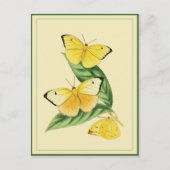 Colias Statira Butterfly Briefkaart (Voorkant)