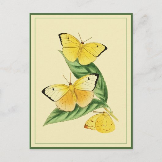 Colias Statira Butterfly Briefkaart (Voorkant)