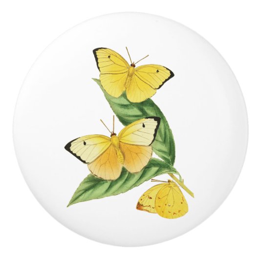 Colias Statira Butterfly Keramische Knop (Voorkant)