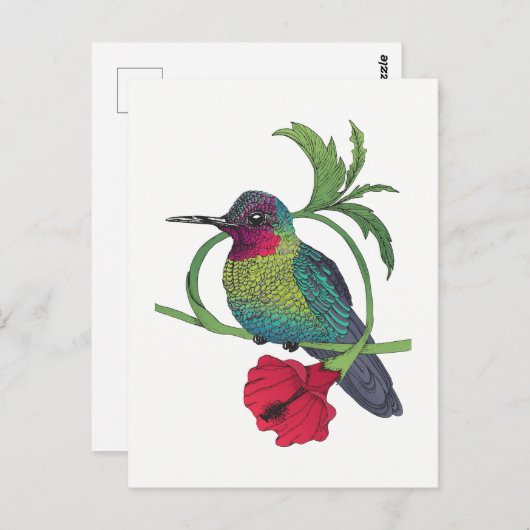 Colibri Bird Illustration Briefkaart (Voorkant / Achterkant)